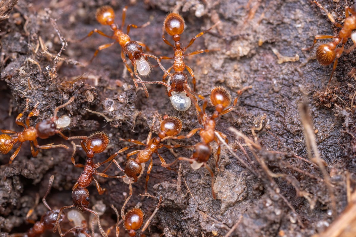 Traitement anti-fourmis